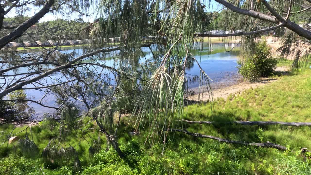 деревья качаются на ветру возле воды