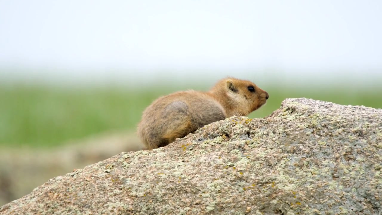 Himalayan Marmot Resting on a Large Rock in the Grasslands