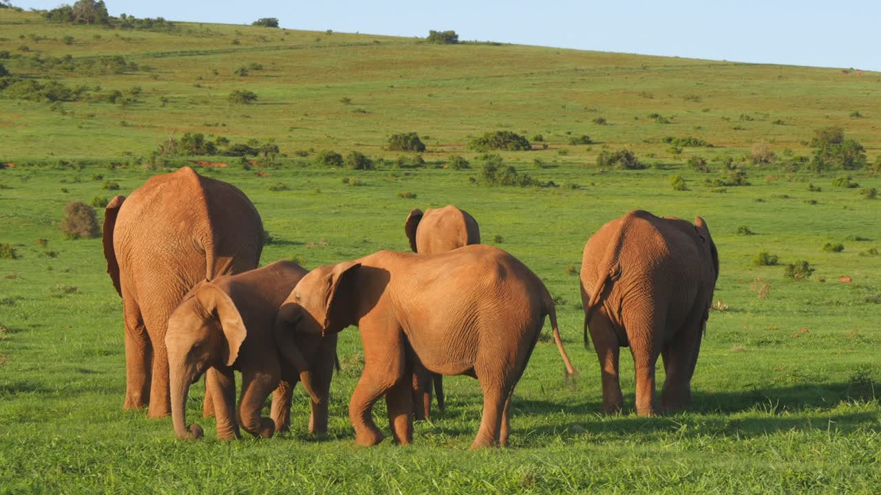 manada de elefantes en amplias tierras verdes, disparo de drones de paralaje a baja altitud