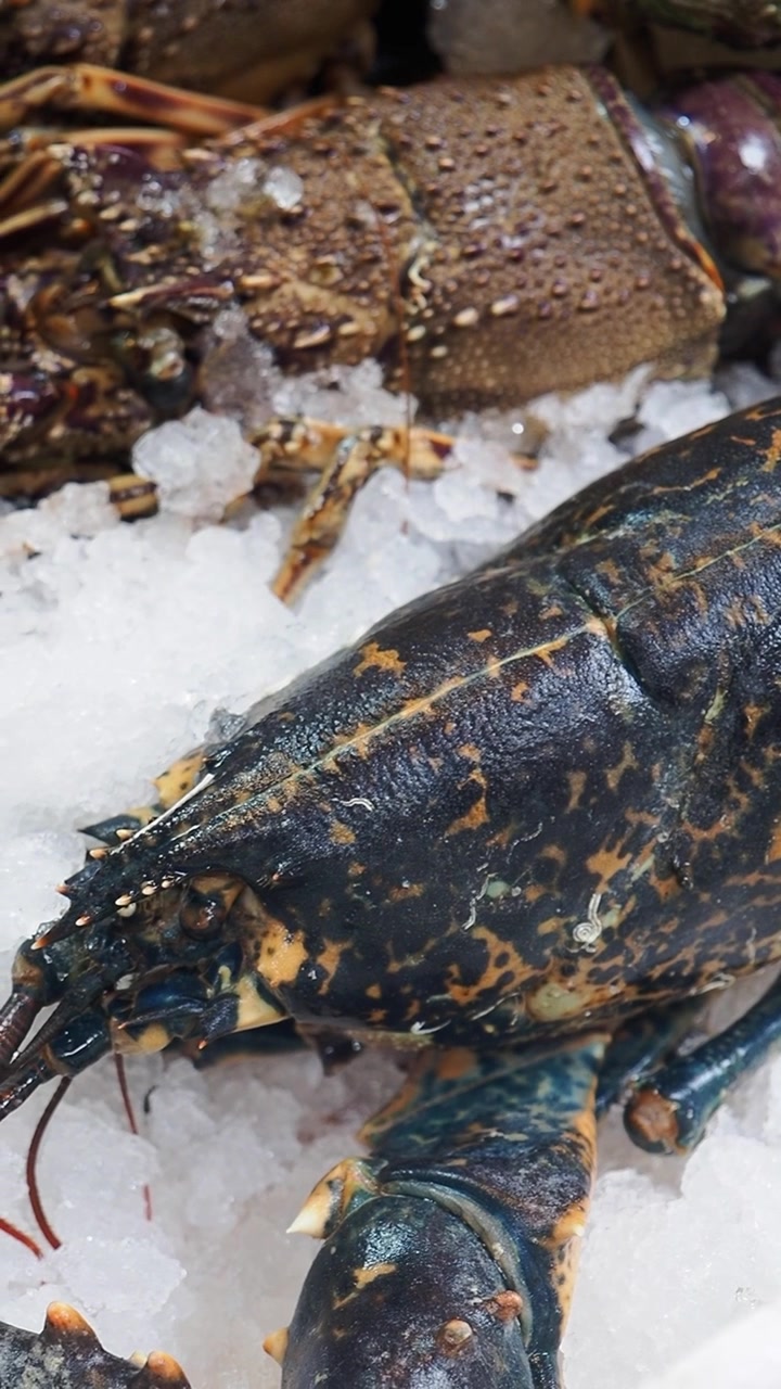 Fresh Raw Lobster on Bed of Crushed Ice