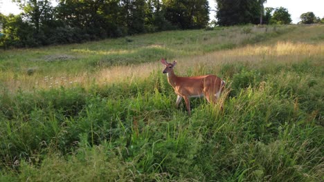 doe deer in a field at sunset-12