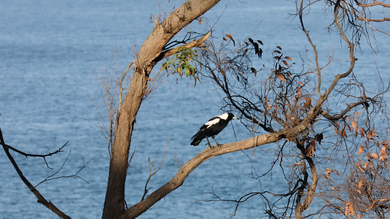 como el pájaro se mueve a lo largo de una rama de árbol, el movimiento lento de las olas del mar es visible en el fondo