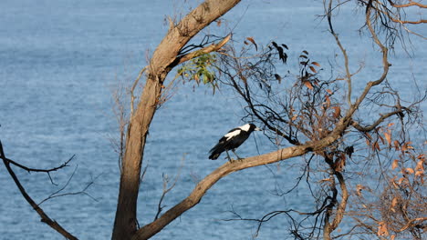 As-the-bird-moving-along-a-tree-branch,-the-slow-movement-of-sea-waves-is-visible-in-the-background