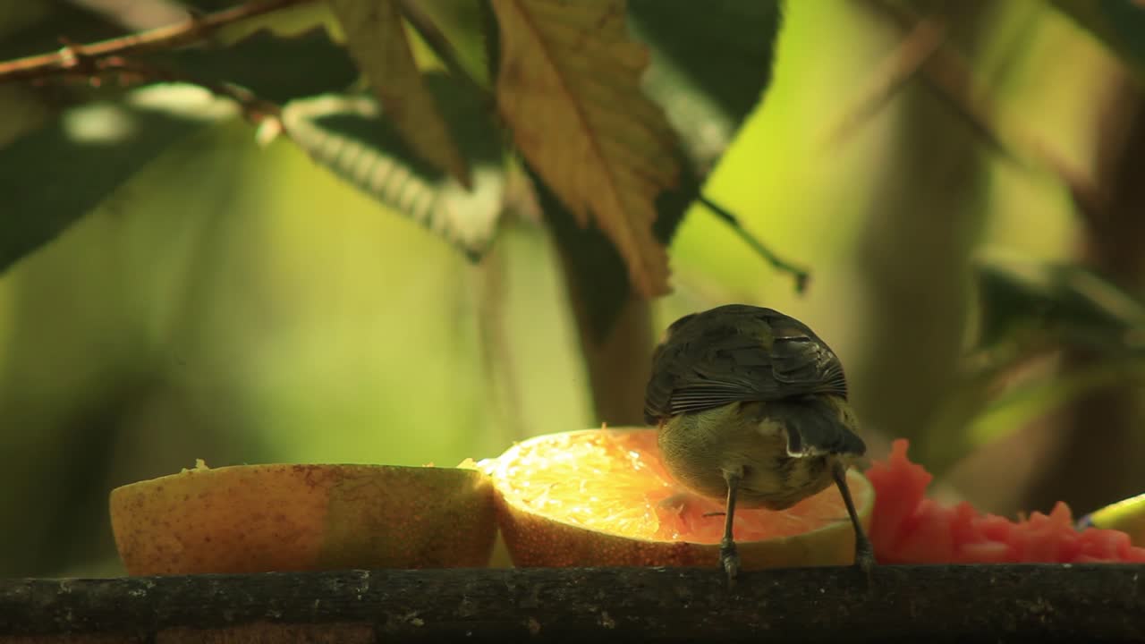 브라질 사바나의 새들은 나무 아래 과일 모이통에서 먹는다