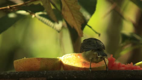 las aves de la sabana brasileña comen en un alimentador de frutas bajo los árboles