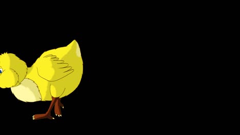 little yellow chicken walks and pecks (alpha matte)