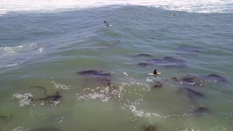 Large-seaweed-serfers-sit-and-chill-on-their-boards