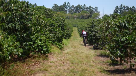 ciclista recorriendo cafetales, finca cafetalera, cafetal