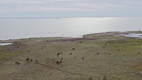 Vacas-A-Pastar-A-La-Orilla-Del-Mar