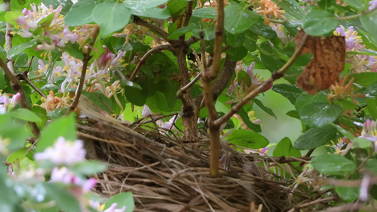 hambrientos pollitos de mirlo de alas rojas esperando que la madre los alimente