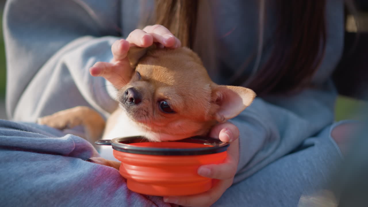 작은 강아지가 간식을 즐기는 모습이에요. 귀여운 치와와가 햇볕 좋은 날 야외 공원 벤치에 앉아 있는 주인이 주는 간식을 기쁘게 받아 먹고 있어요.