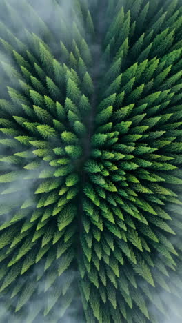 aerial view of a dense pine forest with mist