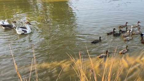 Flock-of-ducks-in-dirty-muddy-water-on-sunny-day