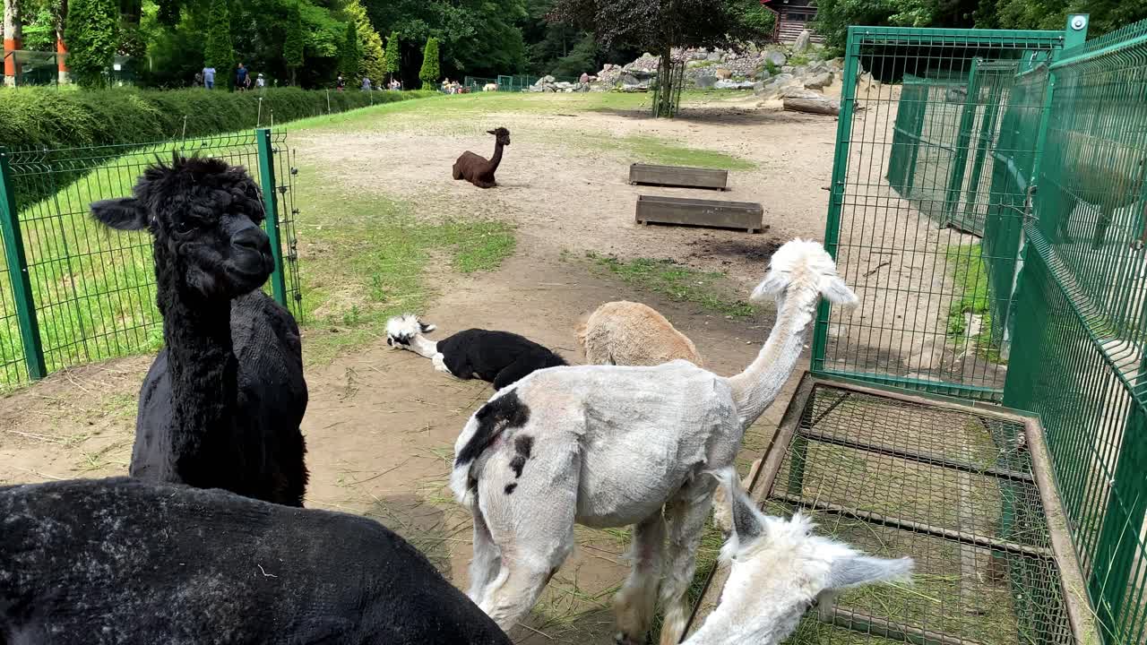 primer plano de la familia de alpaca negra, blanca y marrón que vive en el zoológico al aire libre durante el día