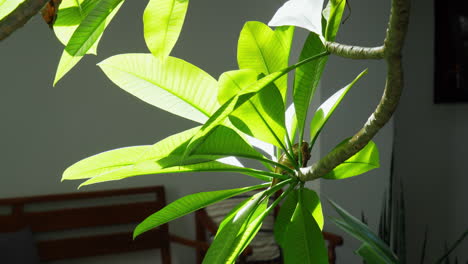 ramas con hojas anchas moviéndose con un poco de viento bajo el sol de la mañana fuera de la casa