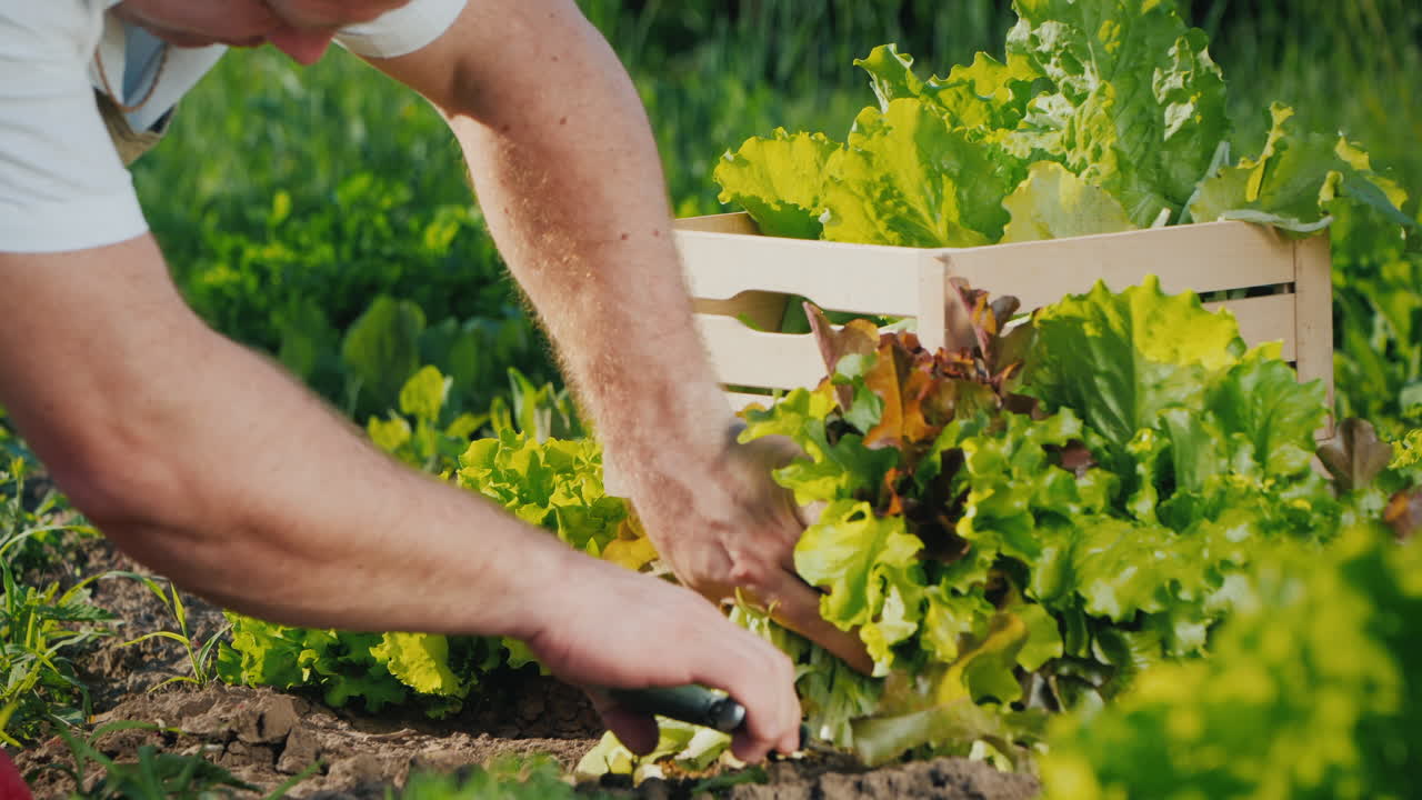granjero corta lechuga y la pone en un cajón