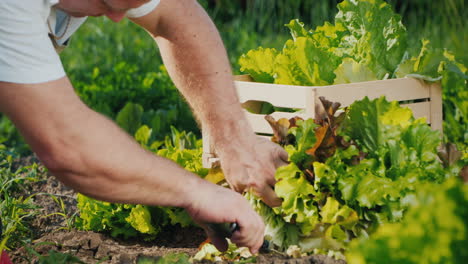 farmer cuts lettuce and puts it in a drawer