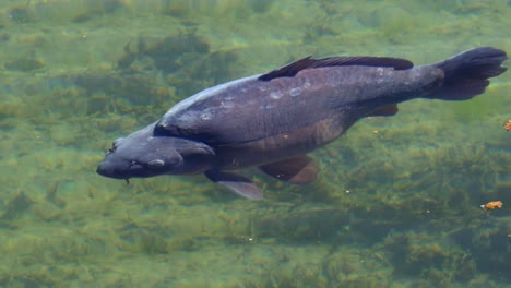 Pez-Carpa-Grande-Nadando-En-Aguas-Cristalinas,-Primer-Plano