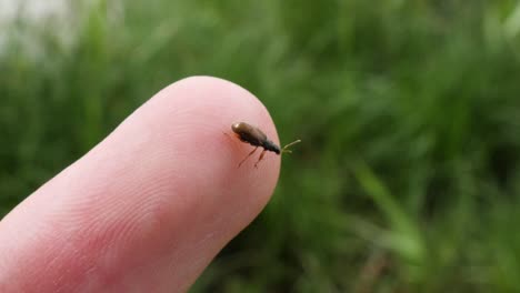 primer plano de un pequeño insecto marrón caminando sobre un dedo masculino blanco en cámara lenta