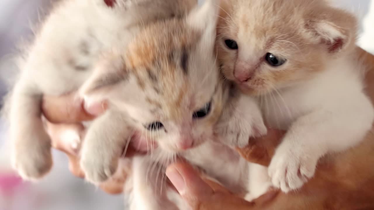 Tre piccoli gattini tra le mani