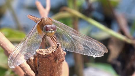 Nahaufnahme-Einer-Libelle,-Die-Auf-Einem-Ast-Ruht