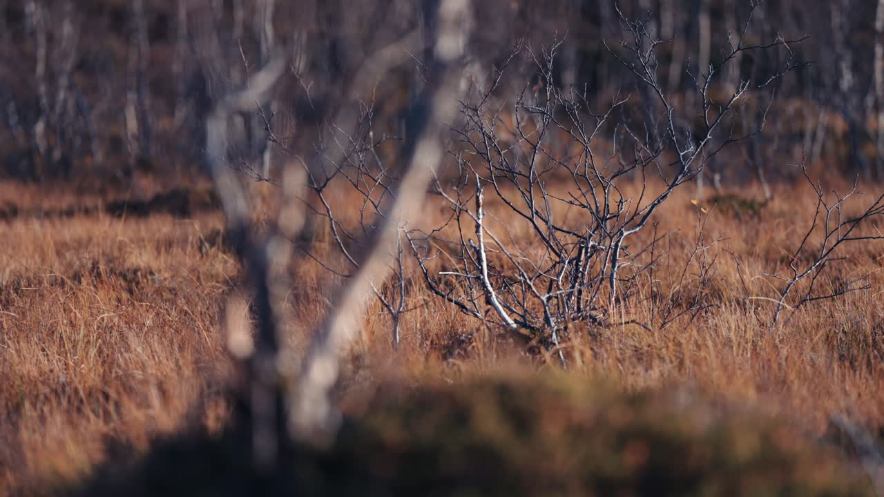 늪지대 초원의 클로즈업 샷