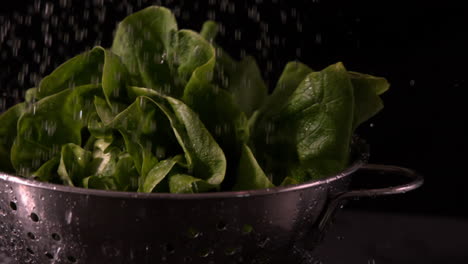 head of lettuce falling in colander