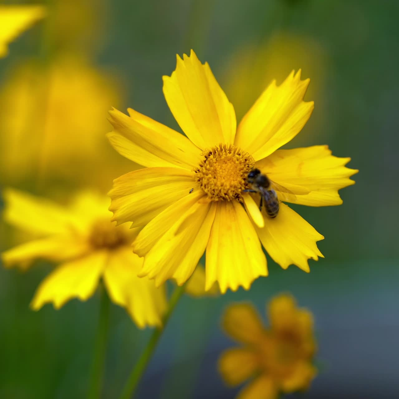 Ape che raccoglie polline su un fiore giallo brillante. Coreopsis.