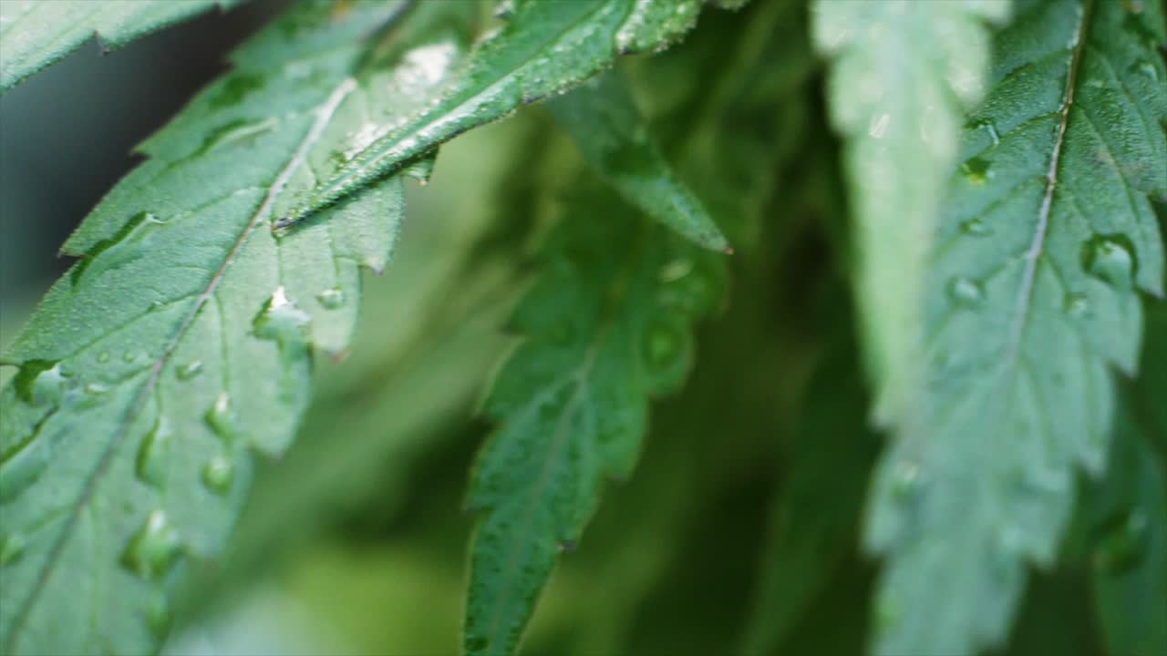 Cannabis leaf in focus with tiny water droplets, emphasizing texture and freshness.