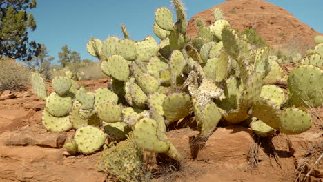 Large-Green-Cactus-Bush-in-Sedona-Arizona-on-a-Sunny-Day