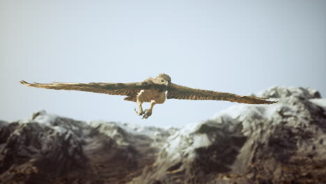 extreme-slow-motion-shot-of-eagle