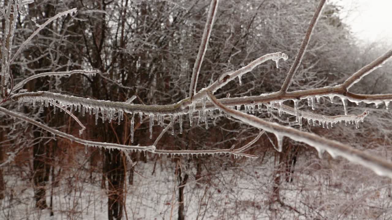 Eine Nahaufnahme von gebildeten Eiszapfen an herabhängenden Ästen von Bäumen in der Natur.
