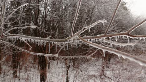 Eine-Nahaufnahme-Geformter-Eiszapfen-An-Hängenden-Ästen-Von-Bäumen-In-Der-Natur