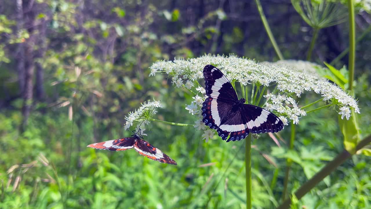 White Admiral butterfly seeking nectar pollinates giant hogweed flower