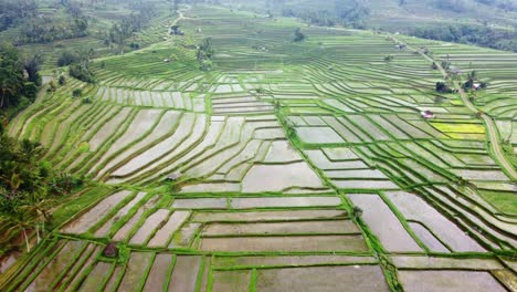 aerial 4k drone footage: green jatiluwih rice terraces unesco, ubud, bali