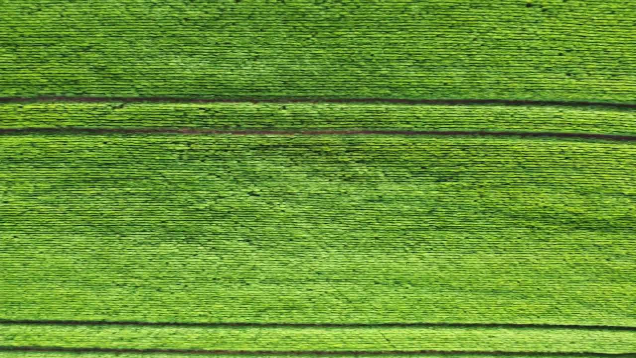 Aerial of a wheat cop field in spring top down view