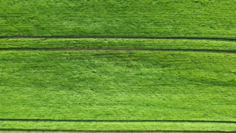 aerial of a wheat cop field in spring top down view
