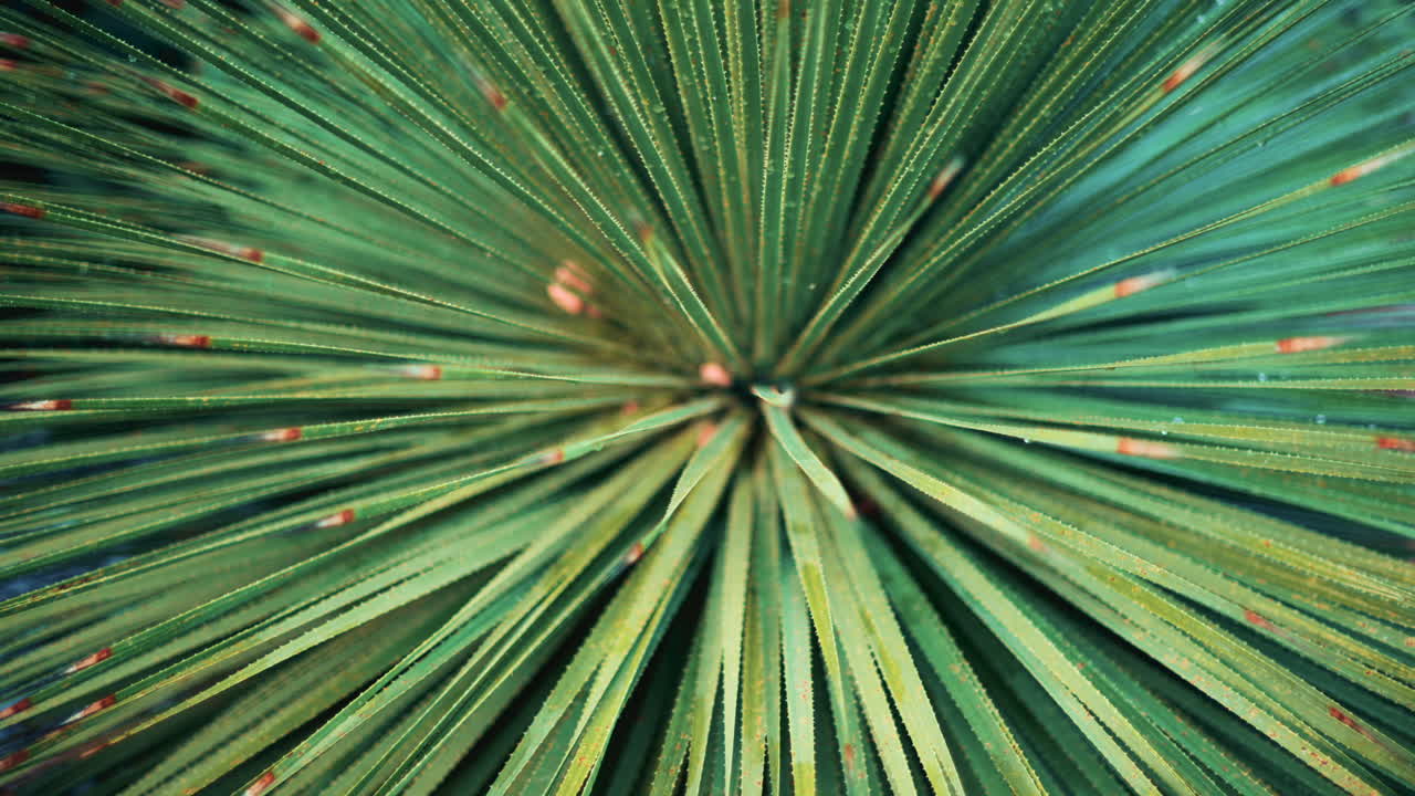 Close up of a tropical palm leaf covered in dew or raindrops
