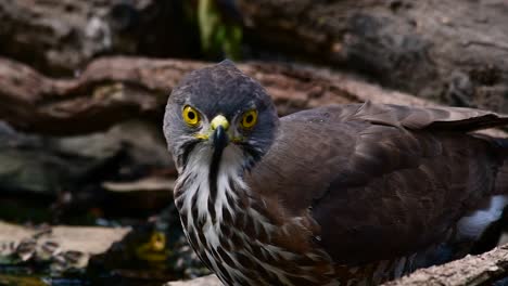 Der-Haubenhabicht-Ist-Einer-Der-Häufigsten-Raubvögel-In-Asien-Und-Gehört-Zur-Gleichen-Familie-Der-Adler,-Der-Weihen