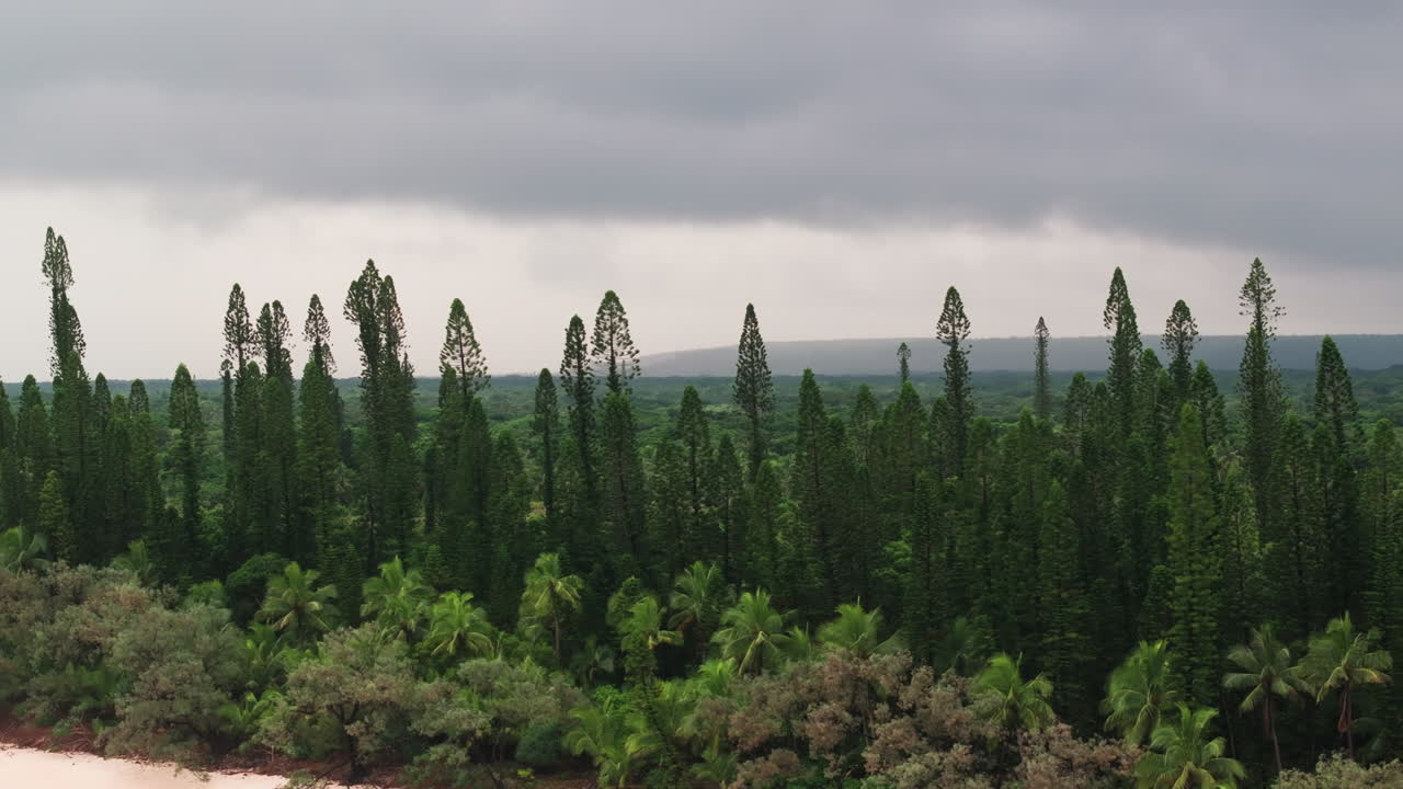 Drone aerial showing a coastal ridge covered in columnar pines above turquoise lagoon waters in New Caledonia