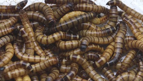 primer plano de una pila de gusanos de harina gigantes, larvas de zophobas o escarabajo oscuro, zophobas morio