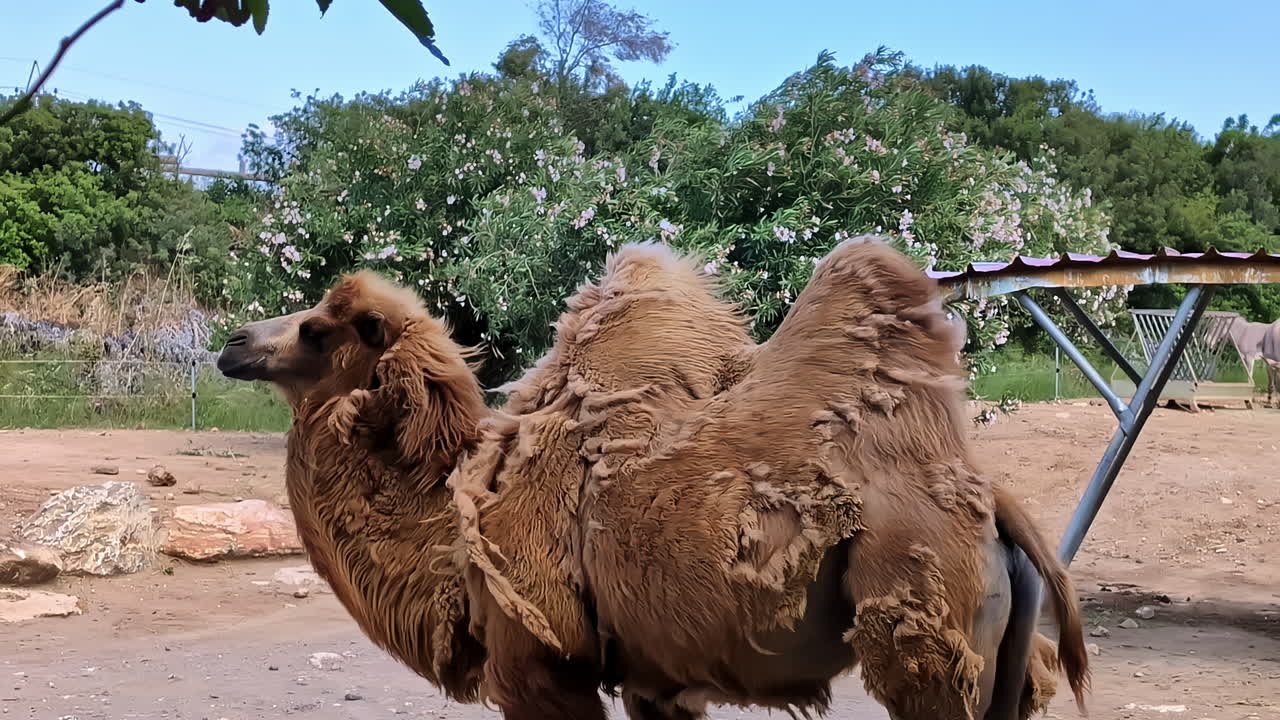 camello con dos jorobas en un recinto del zoológico con una brisa refrescante