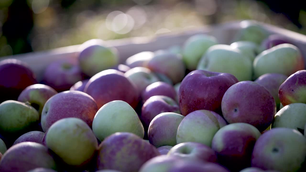 Harvest of Fresh Apples