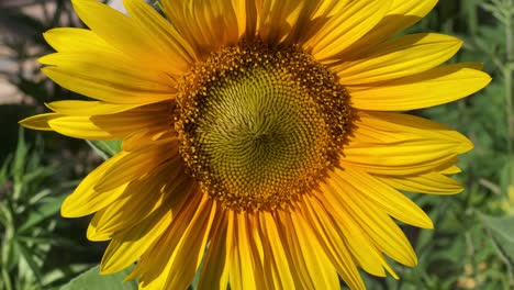 Bright-yellow-sunflowers-in-field