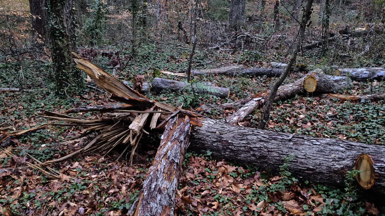 Koldt skovlandskab med splintret, knækket træ og afskårne grene nær forstadshuse