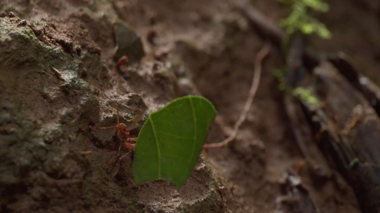 Leaf cutter ants carry pieces of a green leaf down the side of a tree, macro follow shot