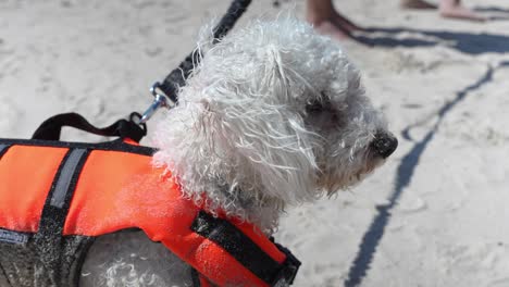 lifeguard rescue bichon frise dog wearing life jacket on duty