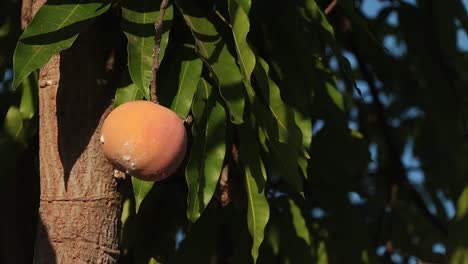 ripe juicy organic peach non-gmo hanging from a tree in a sunny orchard