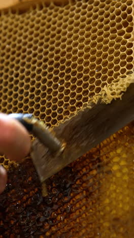 male hands holding a frame full of honey. apiarist cutting off the covers from the honeycombs. getting ready for honey extraction. vertical video