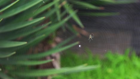 4k-a-spider-with-its-web